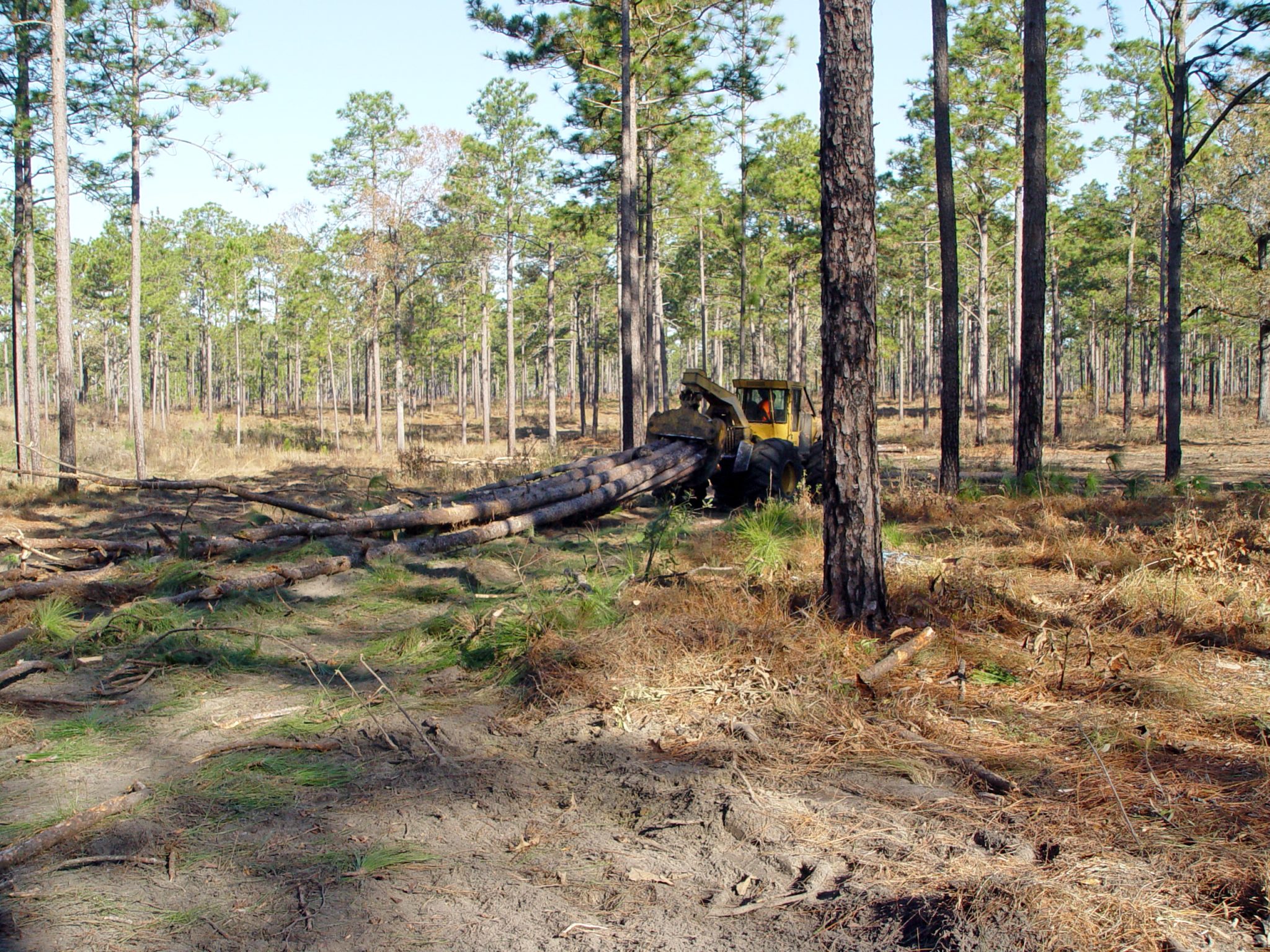 SkidderTrail Soil Compaction Under Selection Silviculture in Longleaf