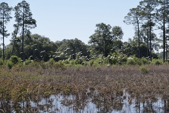 List of bird of prey species recorded at the wetlands.