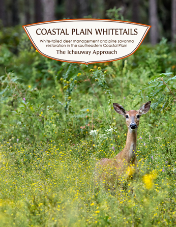 Coastal Plain Whitetails: White-tailed deer management and pine savanna restoration in the southeastern Coastal Plain – The Ichauway Approach