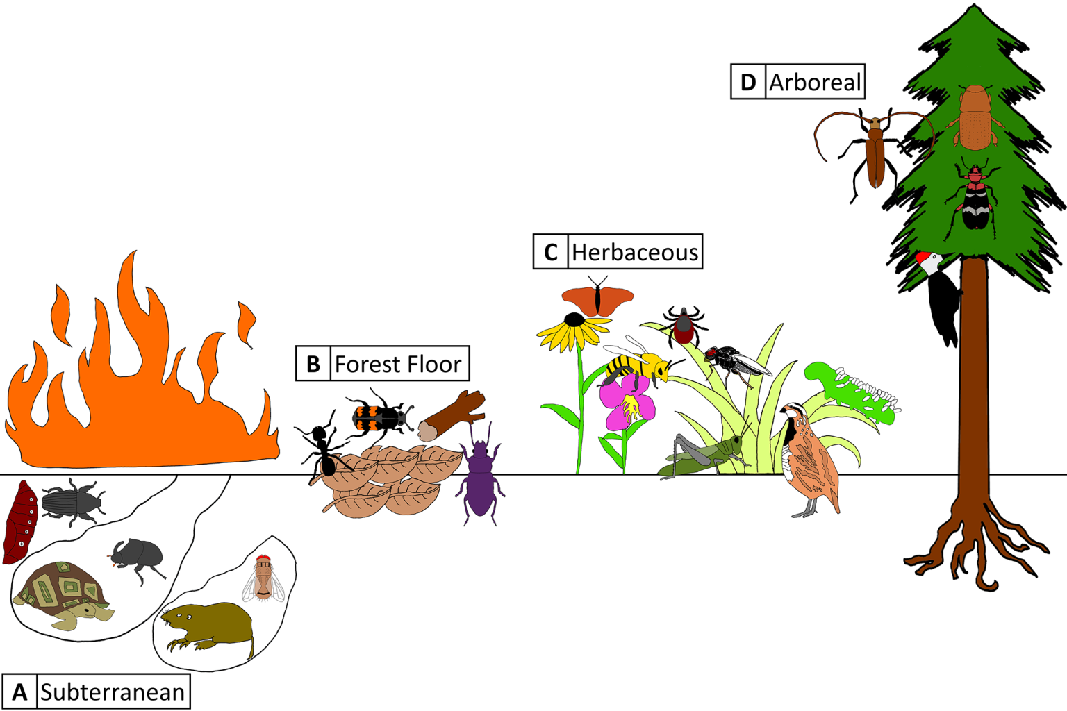 Insects and other arthropods in longleaf pine Jones Center
