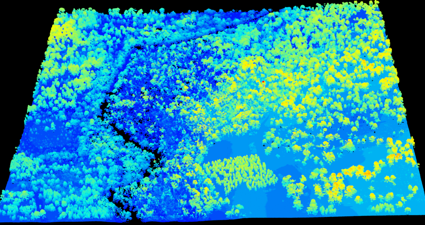 A lidar point cloud from a longleaf pine forest in Newton, GA.