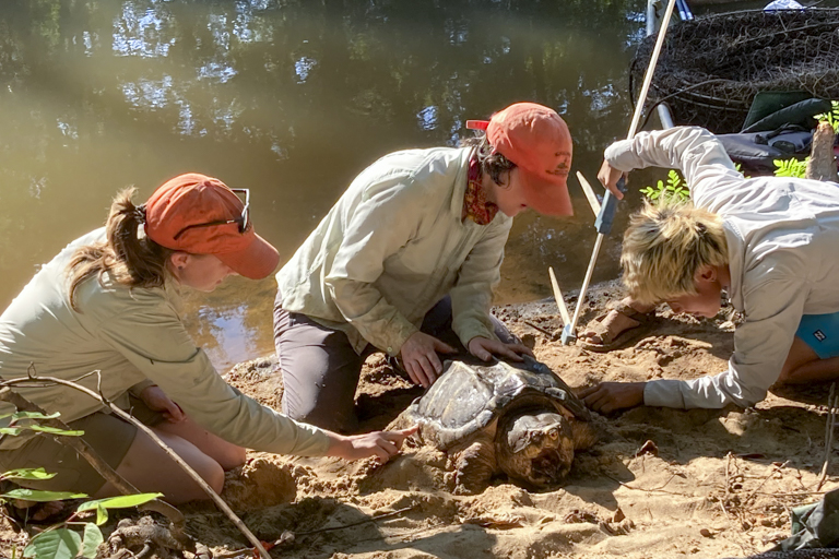 A large alligator snapping turtle gets measured for research and monitoring purposes.