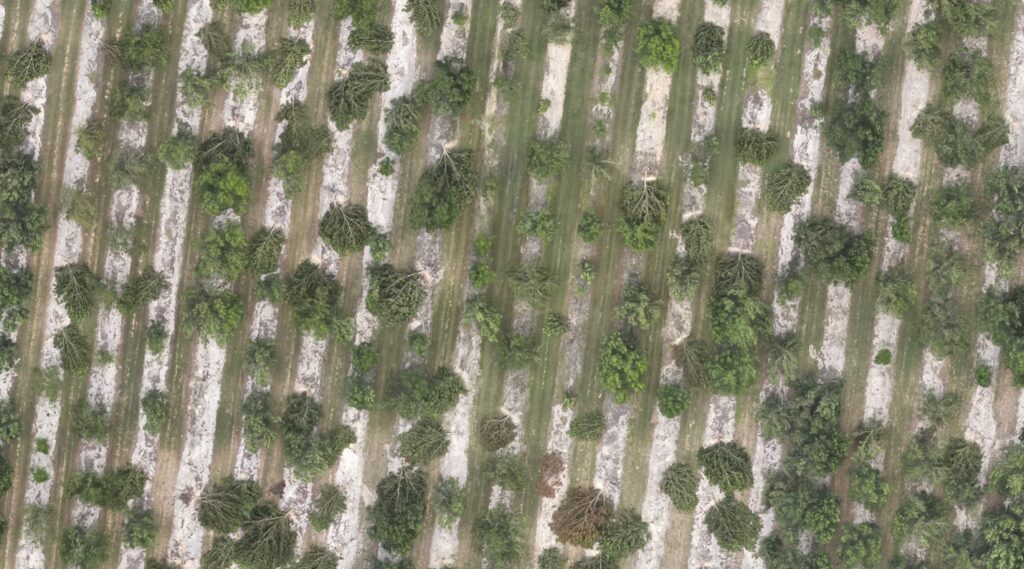 An aerial view of rows and rows of damaged pecan and toppled pecan trees