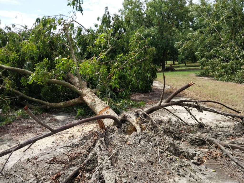 A pecan tree is shown toppled over with roots exposed and still green leaves