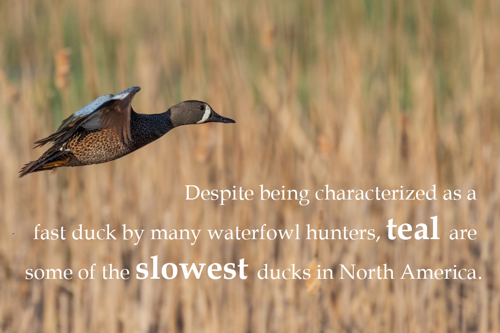 Photo of a blue-winged teal in flight with text that reads [Despite being characterized as a fast duck by many waterfowl hunters, teal are some of the slowest ducks in North America].