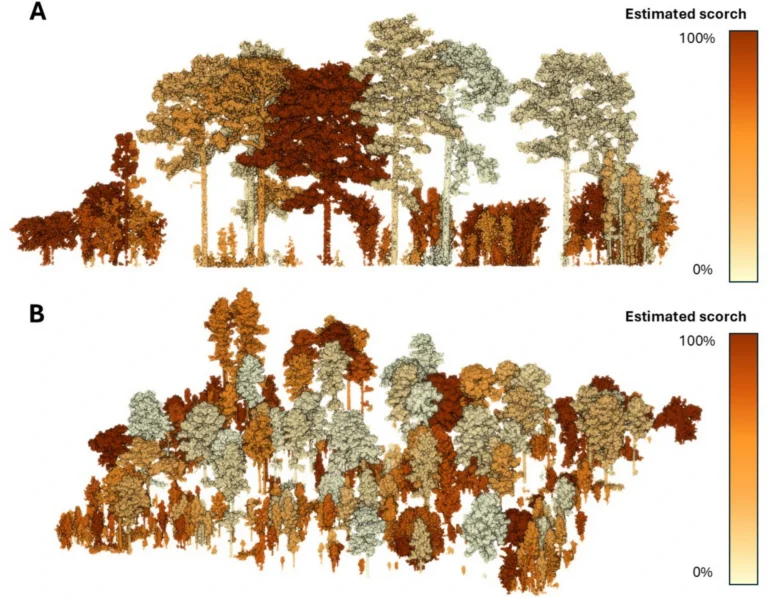 Figure: Two demonstrations of lidar-derived crown scorch prediction for individual trees automatically segmented within (A) a 30 meter by 60 meter transect and (B) a 1.44-hectare portion of the 15-hectare study area