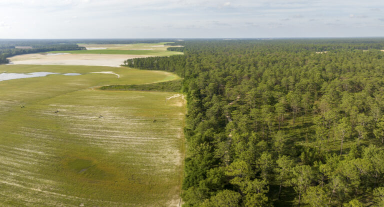 Intense row crop agricultural abuts an abrupt transition to a longleaf pine woodland.