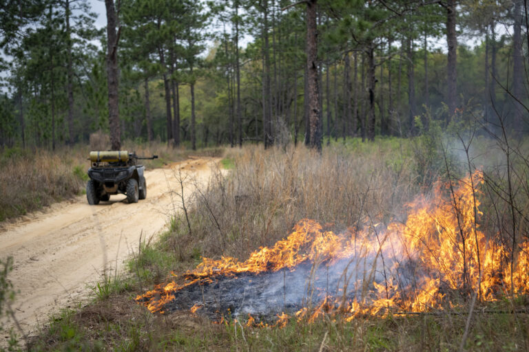 A prescribed fire start burns through dry grass and brush along the edge of a dirt road in a longleaf pine forest, while an ATV with equipment is parked nearby