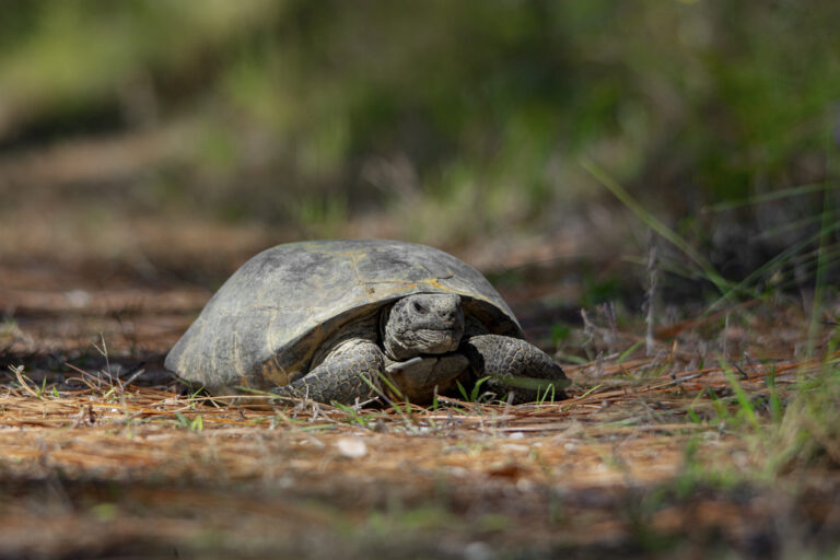 The gopher tortoise is a keystone species associated with the longleaf pine ecosystem.