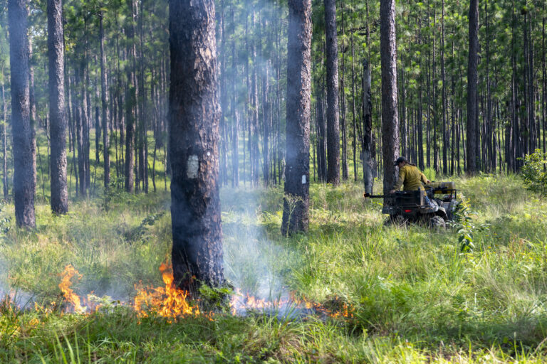 Prescribed fires implemented at Ichauway often involve prepping RCW cavity trees within burn units which includes interior ignitions to "build black" around the tree's base to reduce potential torching.