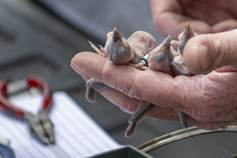 Freshly banded RCW chicks.