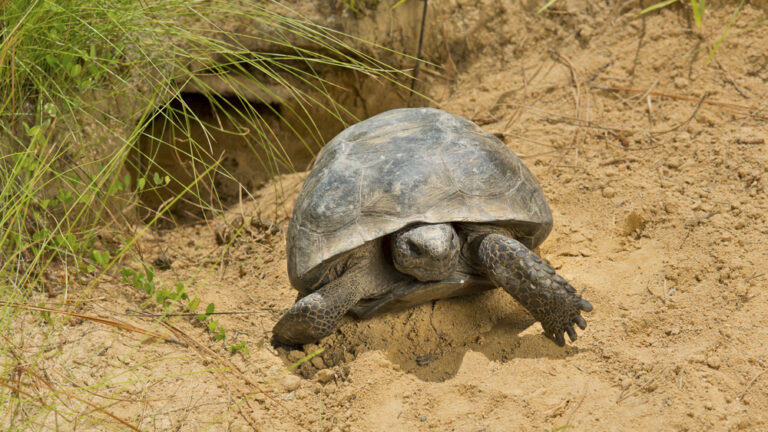 Gopher Tortoise outside of burrow