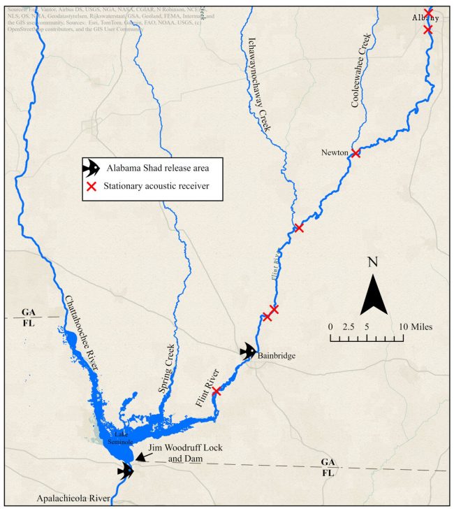 Map of the Lower Apalachicola-Chattahoochee-Flint, with acoustic monitoring locations and release locations for Alabama shad