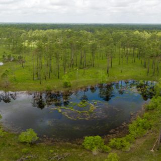 A geographically isolated wetland within a longleaf pine forest.