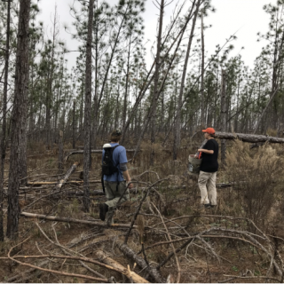 Moderate hurricane damage to a longleaf pine stand located near Chipola, Florida. Photo by Seth Bigelow.