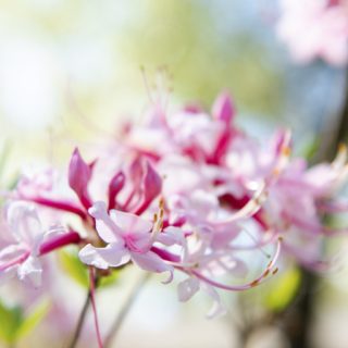 Cover_azaleas_tn