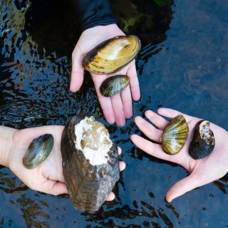 Six species of freshwater mussels of the lower Flint River basin in the hands of three aquatic researchers.