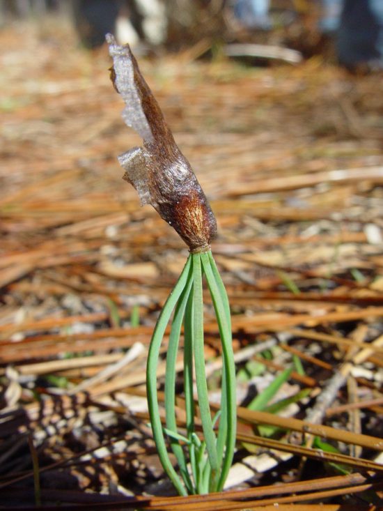 LLP seedling