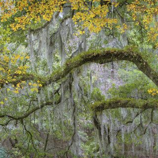Live-Oak-Spanish-Moss-9282a-7x10a_web2