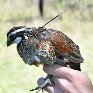 MaleBobwhite_web-tn