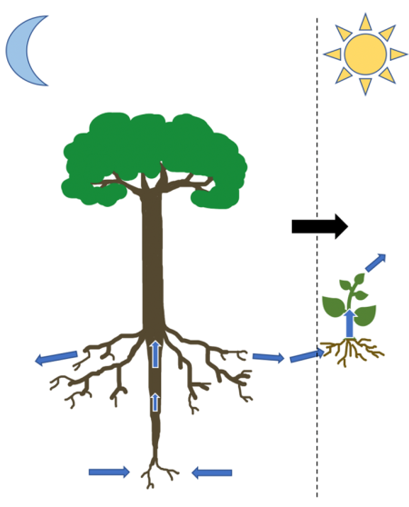 Hydraulic lift is the nighttime movement of deep soil water through tree roots into shallow soils where it can be taken up by other plants the next day. Graphic by Phoebe Judge.