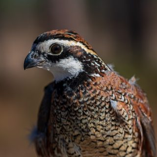 Quail_trapping_BJT-15_square