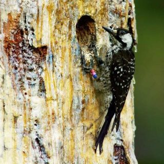 A Red-cockaded woodpecker outside a cavity in a live pine tree.