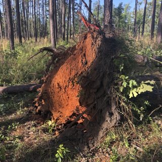 TipupWildlifeUsePubBriefImage_tn