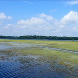 Figure 1. SAV growth in Lake Seminole