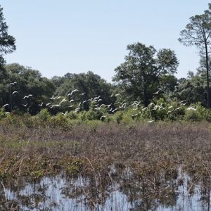 Flock of white ibis at seasonal wetland in late spring