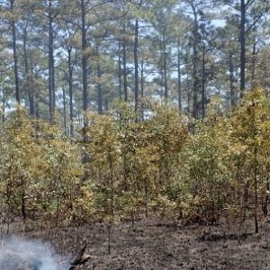 In this gap, these well-established hardwoods (southern red oak and bluejack oak) will not be top-killed by the recent prescribed fire.