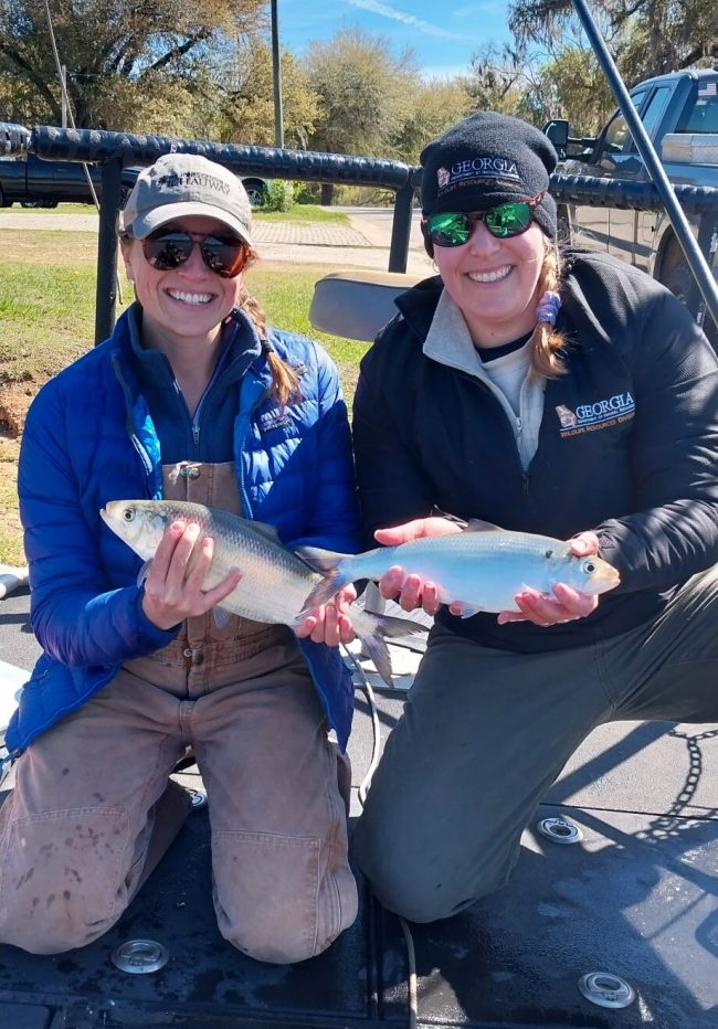 Jones Center Research Associate Jamie Rogers and GA DNR Region 5 Fisheries Technician Emilia Omerberg holding tagged Alabama shad