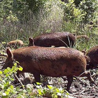 newsletter2020summer_hogs-post_q3-2022