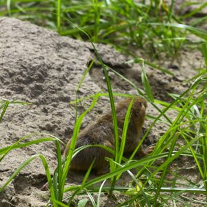 A rare glimpse of a southeastern pocket gopher outside its mound