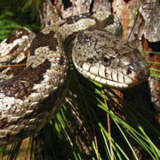 rat_snake_tn