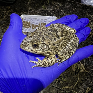 An adult gopher frog in a gloved hand.