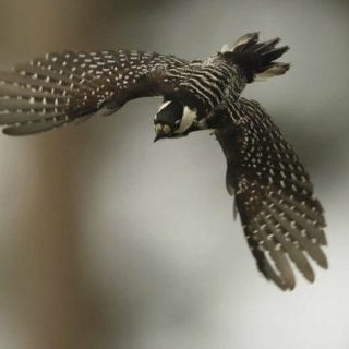 red-cockaded-woodpecker-flying_Martjan-Lammertink_the-latest2