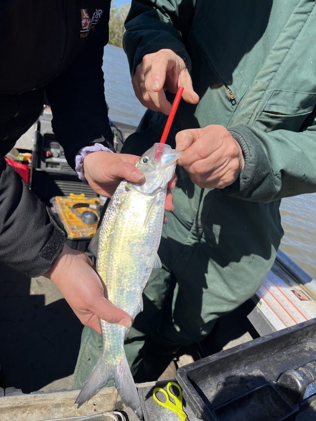 Implanting an acoustic transmitter into an Alabama shad