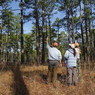 timber-marking_web_tn